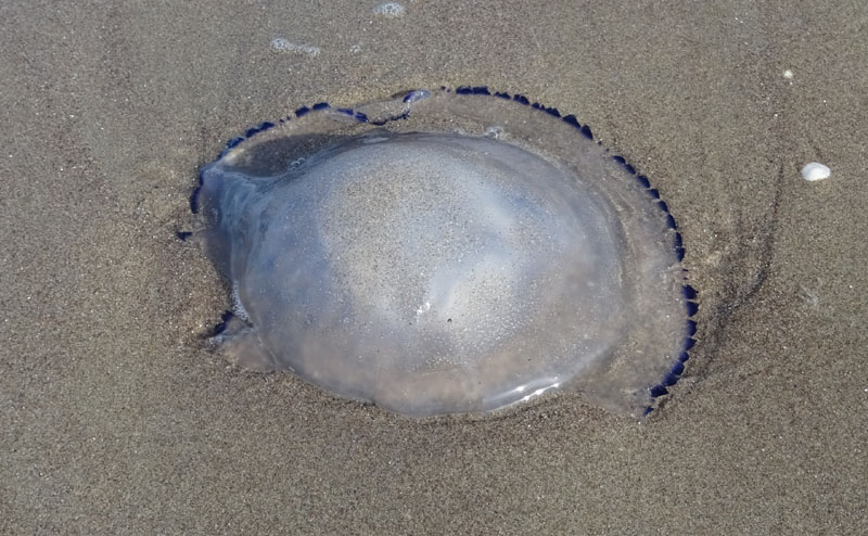 medusa spiaggiata.....Rhizostoma pulmo